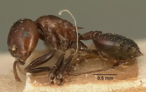 Crematogaster ranavalonae specimen CASENT0101165 image casent0101165_3