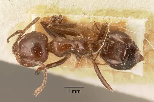 Crematogaster ranavalonae specimen CASENT0101166 image casent0101166_1