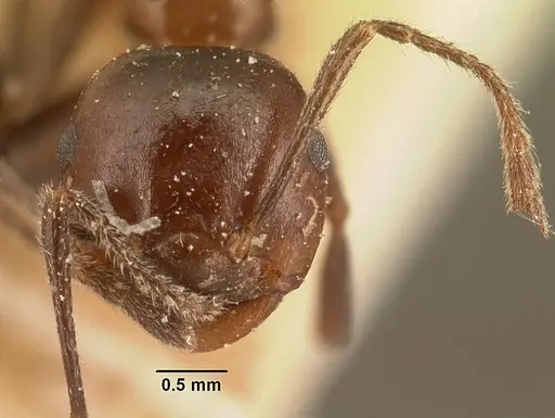 Crematogaster ranavalonae specimen CASENT0101166 image casent0101166_2
