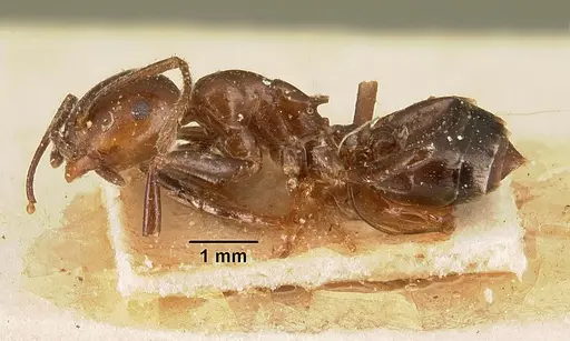 Crematogaster ranavalonae specimen CASENT0101166 image casent0101166_3