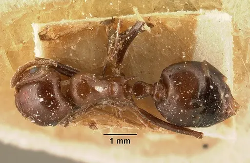 Crematogaster ranavalonae specimen CASENT0101167 image casent0101167_1