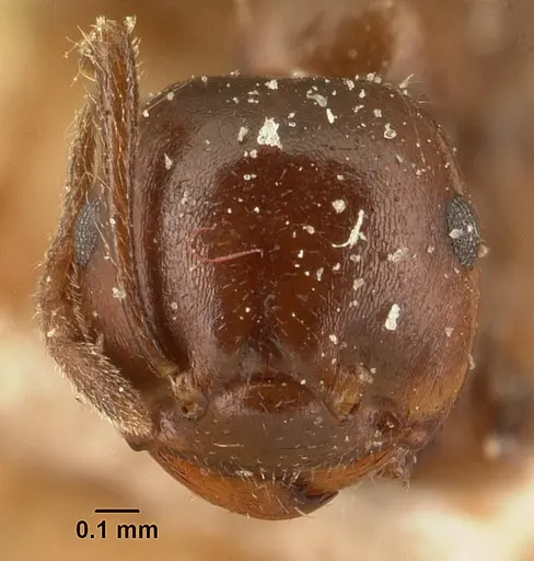 Crematogaster ranavalonae specimen CASENT0101167 image casent0101167_2
