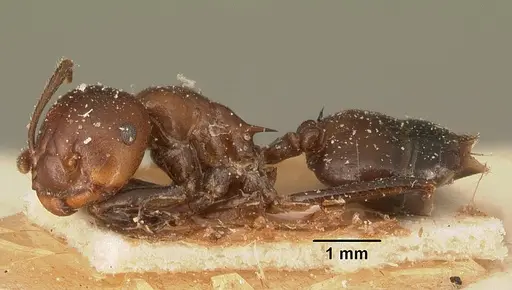 Crematogaster ranavalonae specimen CASENT0101167 image casent0101167_3