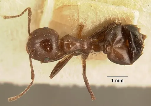 Crematogaster ranavalonae specimen CASENT0101168 image casent0101168_1