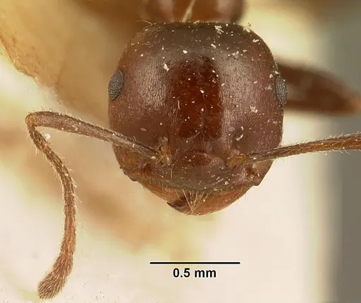 Crematogaster ranavalonae specimen CASENT0101168 image casent0101168_2