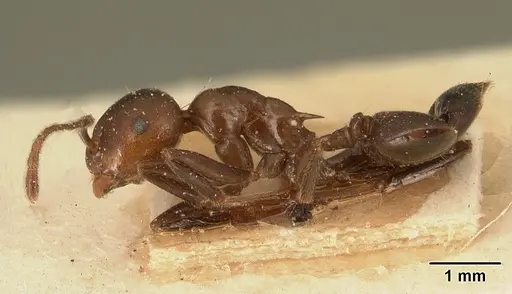 Crematogaster ranavalonae specimen CASENT0101168 image casent0101168_3