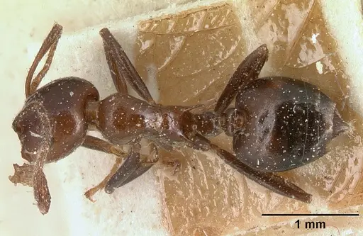 Crematogaster ranavalonae specimen CASENT0101169 image casent0101169_1