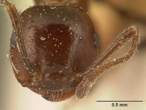 Crematogaster ranavalonae specimen CASENT0101169 image casent0101169_2