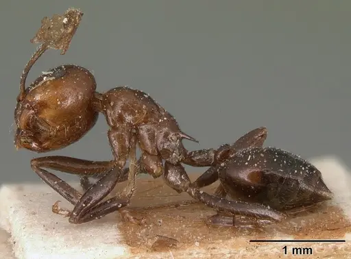 Crematogaster ranavalonae specimen CASENT0101169 image casent0101169_3
