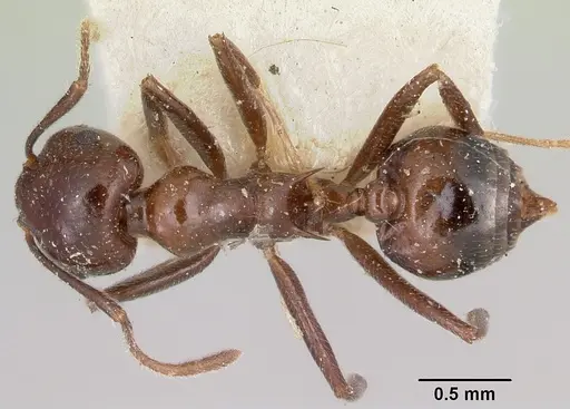 Crematogaster ranavalonae specimen CASENT0101562 image casent0101562_1