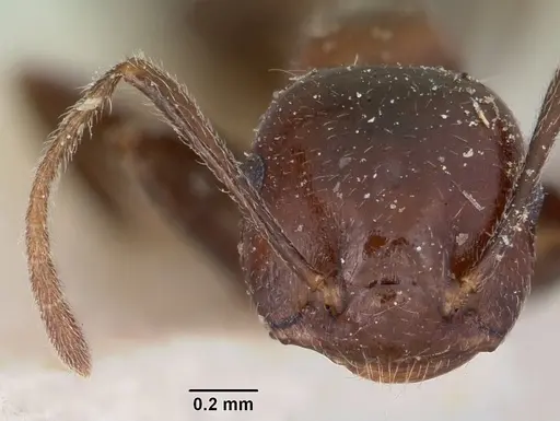 Crematogaster ranavalonae specimen CASENT0101562 image casent0101562_2