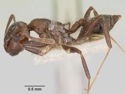 Crematogaster ranavalonae specimen CASENT0101562 image casent0101562_3