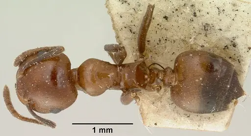 Crematogaster ranavalonae specimen CASENT0101639 image casent0101639_1