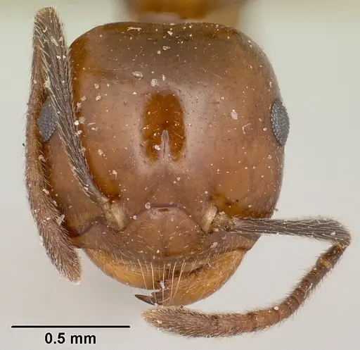 Crematogaster ranavalonae specimen CASENT0101639 image casent0101639_2