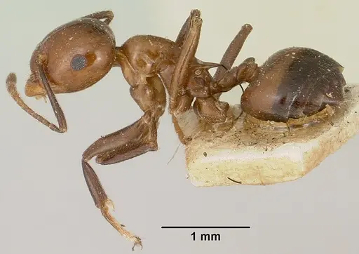 Crematogaster ranavalonae specimen CASENT0101639 image casent0101639_3