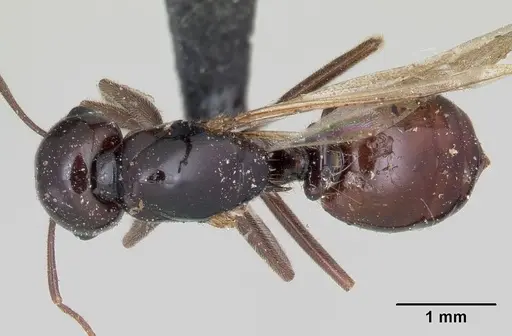 Crematogaster ranavalonae specimen CASENT0101664 image casent0101664_1