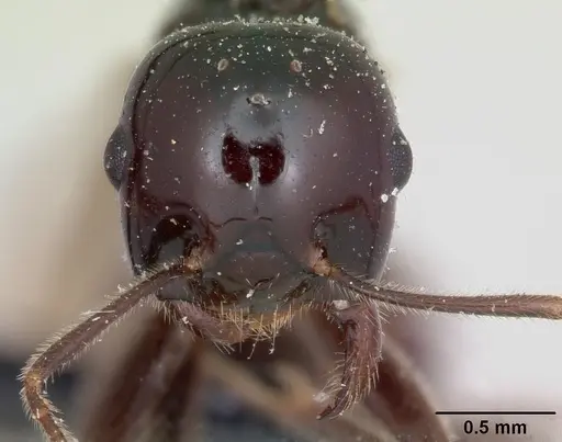 Crematogaster ranavalonae specimen CASENT0101664 image casent0101664_2