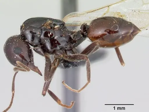 Crematogaster ranavalonae specimen CASENT0101664 image casent0101664_3