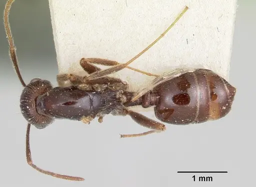 Crematogaster ranavalonae specimen CASENT0101734 image casent0101734_1