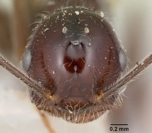 Crematogaster ranavalonae specimen CASENT0101734 image casent0101734_2