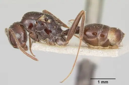 Crematogaster ranavalonae specimen CASENT0101734 image casent0101734_3
