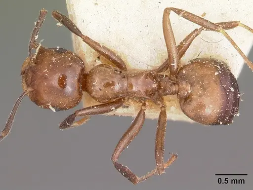Crematogaster ranavalonae specimen CASENT0101742 image casent0101742_1