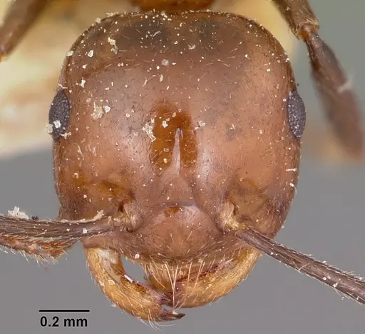 Crematogaster ranavalonae specimen CASENT0101742 image casent0101742_2