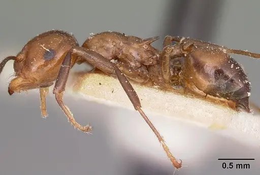Crematogaster ranavalonae specimen CASENT0101742 image casent0101742_3