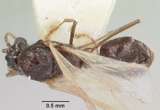 Crematogaster ranavalonae specimen CASENT0101753 image casent0101753_1