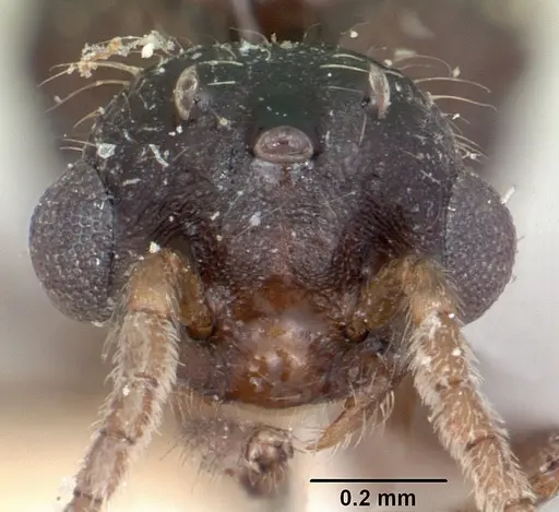 Crematogaster ranavalonae specimen CASENT0101753 image casent0101753_2