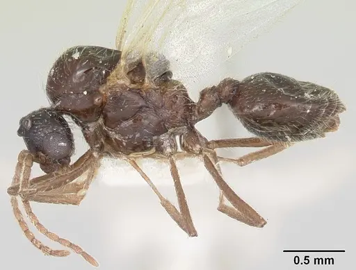 Crematogaster ranavalonae specimen CASENT0101753 image casent0101753_3
