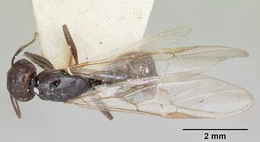 Crematogaster ranavalonae specimen CASENT0101754 image casent0101754_1