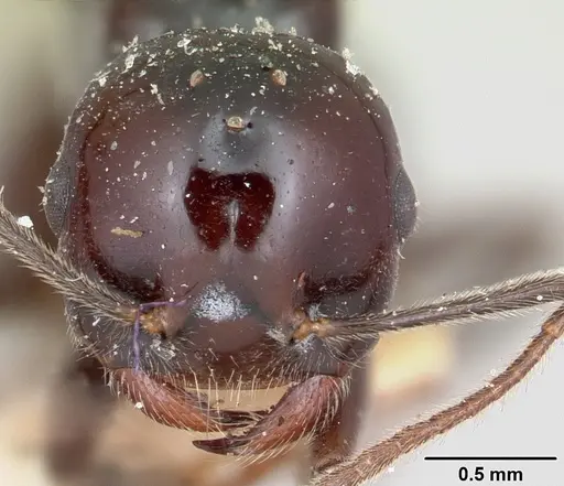 Crematogaster ranavalonae specimen CASENT0101754 image casent0101754_2