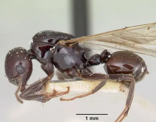 Crematogaster ranavalonae specimen CASENT0101754 image casent0101754_3