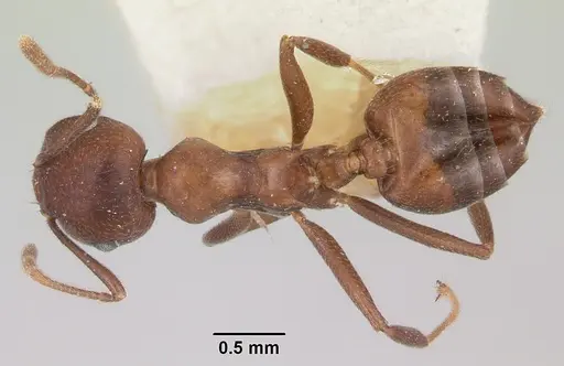 Crematogaster ranavalonae specimen CASENT0101762 image casent0101762_1