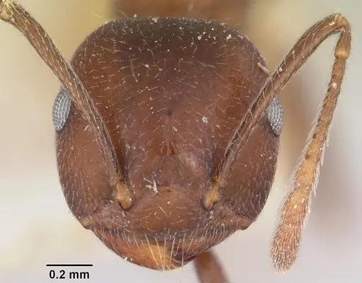 Crematogaster ranavalonae specimen CASENT0101762 image casent0101762_2