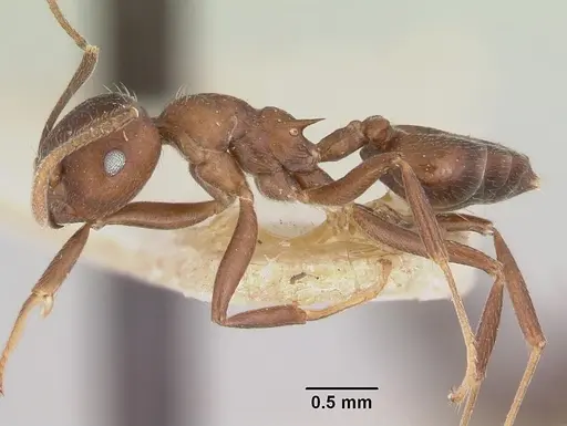 Crematogaster ranavalonae specimen CASENT0101762 image casent0101762_3