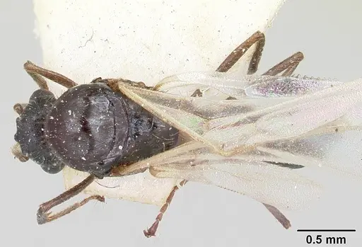 Crematogaster ranavalonae specimen CASENT0101764 image casent0101764_1