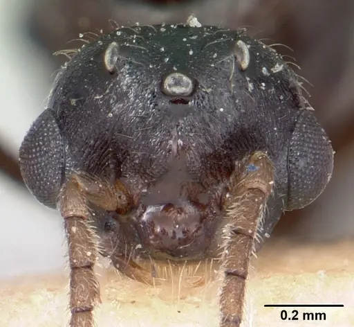 Crematogaster ranavalonae specimen CASENT0101764 image casent0101764_2