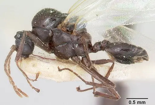Crematogaster ranavalonae specimen CASENT0101764 image casent0101764_3