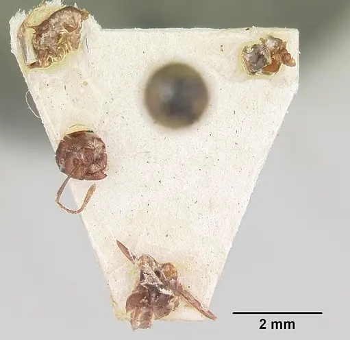 Crematogaster ranavalonae specimen CASENT0101771 image casent0101771_1