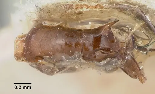 Crematogaster ranavalonae specimen CASENT0101771 image casent0101771_2