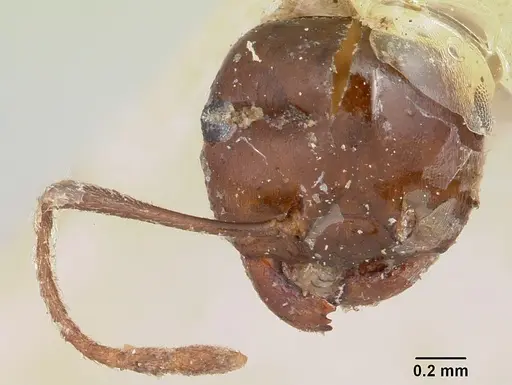 Crematogaster ranavalonae specimen CASENT0101771 image casent0101771_3