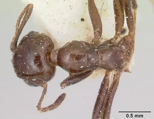 Crematogaster ranavalonae specimen CASENT0101824 image casent0101824_1