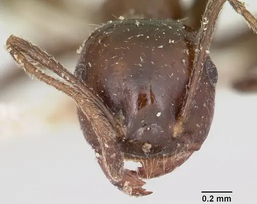 Crematogaster ranavalonae specimen CASENT0101824 image casent0101824_2