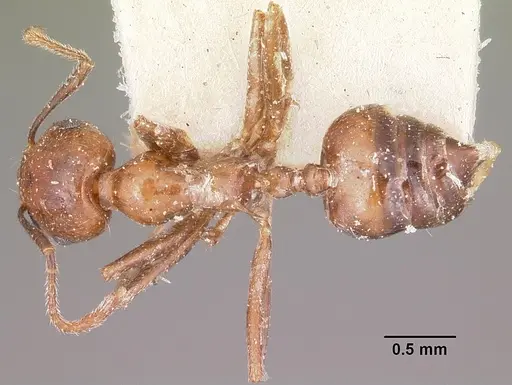 Crematogaster ranavalonae specimen CASENT0101830 image casent0101830_1