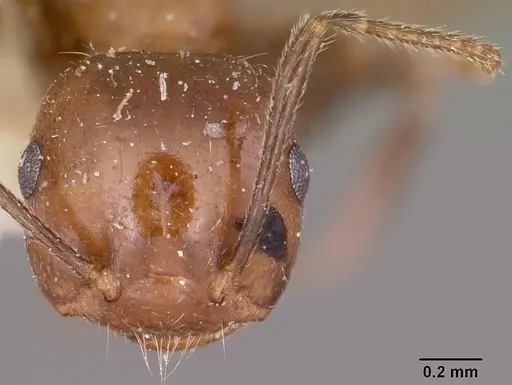 Crematogaster ranavalonae specimen CASENT0101830 image casent0101830_2