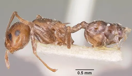 Crematogaster ranavalonae specimen CASENT0101830 image casent0101830_3