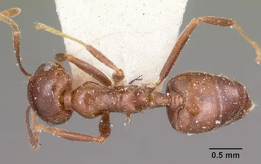 Crematogaster ranavalonae specimen CASENT0101840 image casent0101840_1