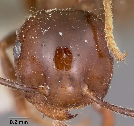 Crematogaster ranavalonae specimen CASENT0101840 image casent0101840_2